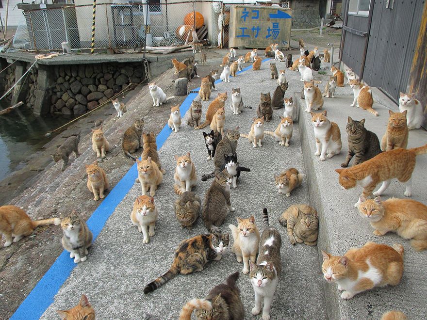 Cats in the port area of Tashirojima - cat island of Japan. Article about cat island in Japan - Tashirojima. Island where cat population largely outnumbers human population. Has its own neko jinja cat shrine and even so called "Manga Island" with cat-shaped houses. Cats in Japan.