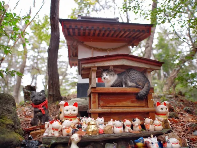 Cat shrine neko jinja in Tashirojima, Japan. Article about cat island in Japan - Tashirojima. Island where cat population largely outnumbers human population. Has its own neko jinja cat shrine and even so called "Manga Island" with cat-shaped houses. Cats in Japan.